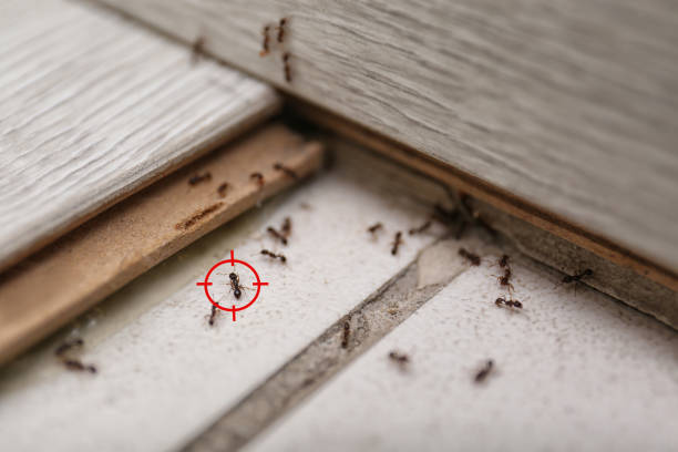 Reliable Silver Grove, KY Pest Control Solutions